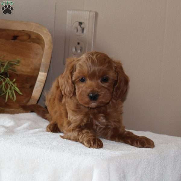 Pudding, Cavapoo Puppy